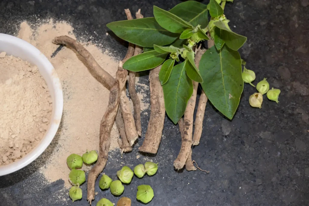 Ashwagandha root (Withania somnifera) used in traditional Ayurveda