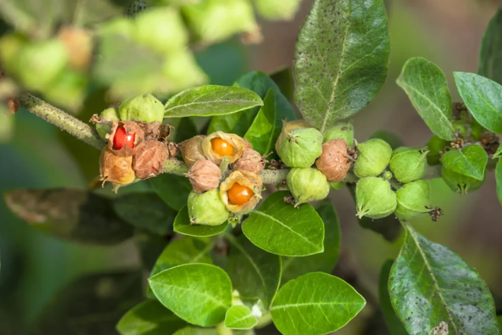 Withania somnifera plant showing leaves and berries
