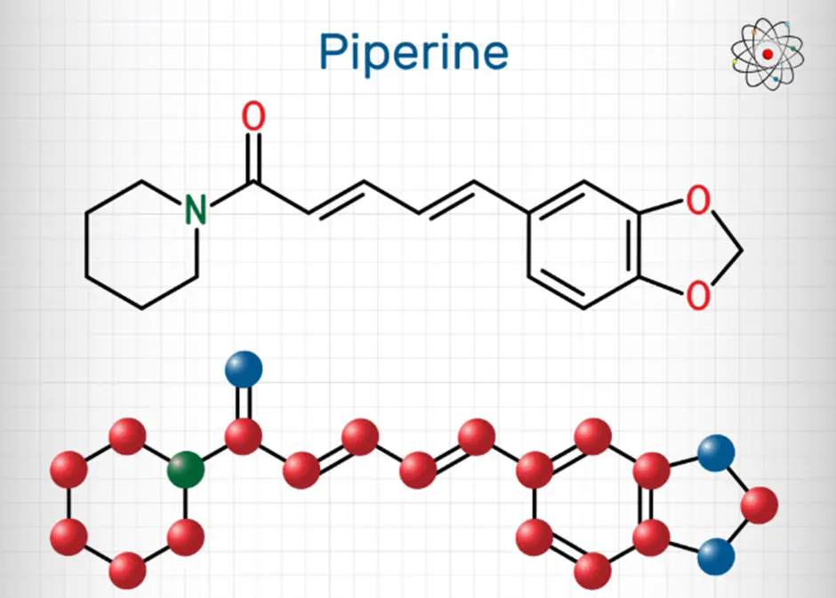 Scientific illustration of nutrient absorption and bioavailability pathways