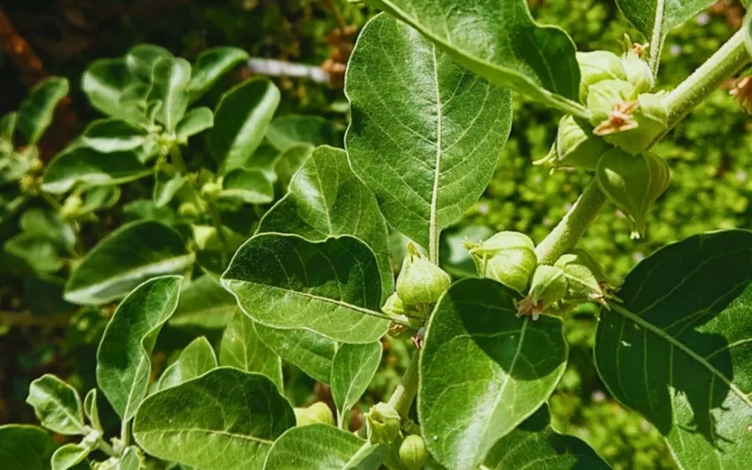 KSM-66 Ashwagandha plant (Withania somnifera) showing leaves and berries