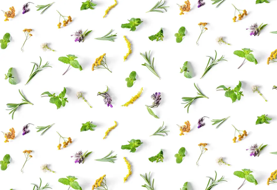 Botanical herbs illustrating multi-botanical synergy