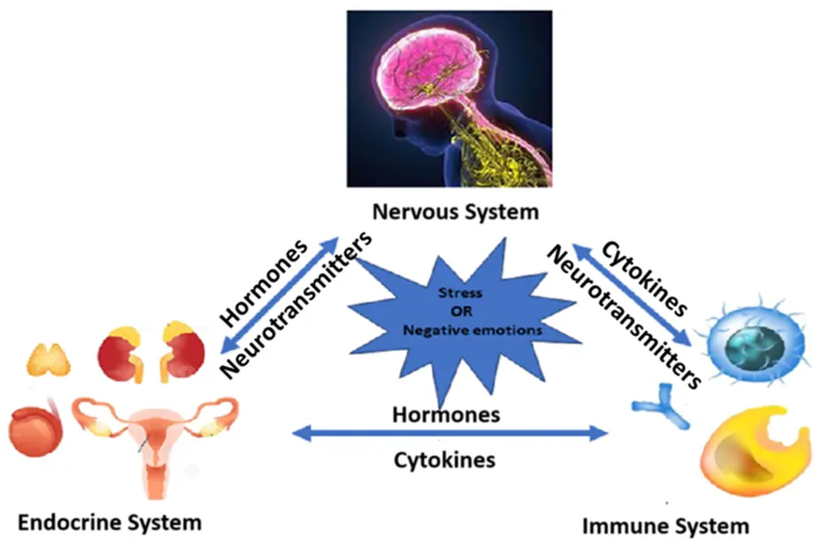 Illustration representing interconnected biological systems