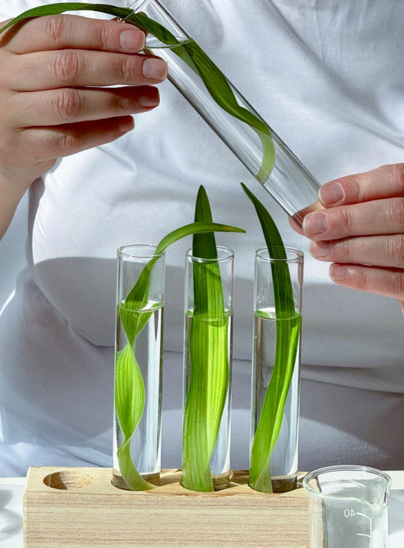 holistic supplement ingredients for calm and focus