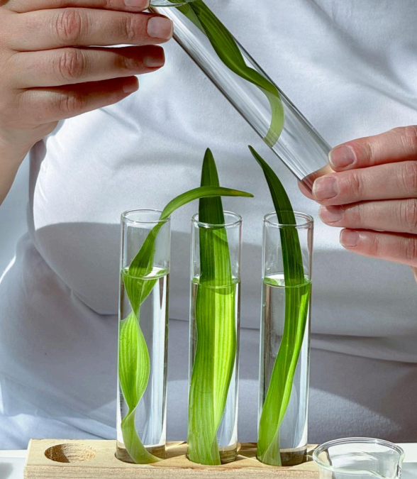 botanical synergy system with natural supplement ingredients